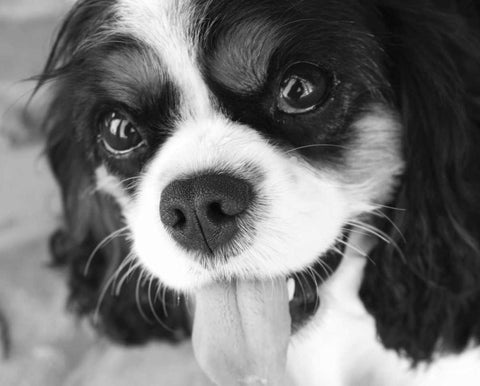 King Charles Spaniel Black and White White Modern Wood Framed Art Print with Double Matting by Millet, Karyn