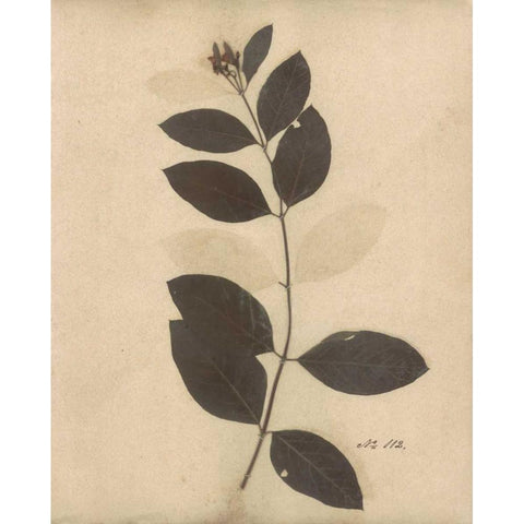 Pressed Botanical I Black Modern Wood Framed Art Print with Double Matting by Poloson, Kimberly