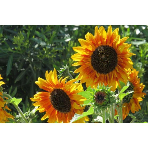 Summer Sunflowers I Black Modern Wood Framed Art Print with Double Matting by Williams, Alex