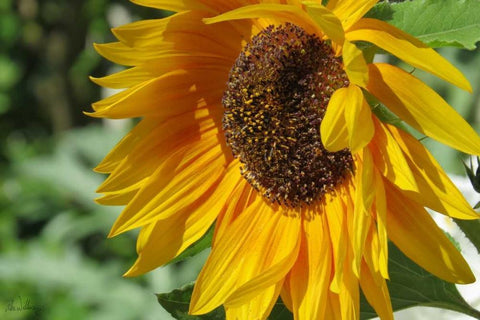 Summer Sunflowers II Black Ornate Wood Framed Art Print with Double Matting by Williams, Alex