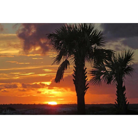 Sunset Palms II Black Modern Wood Framed Art Print with Double Matting by Williams, Alex