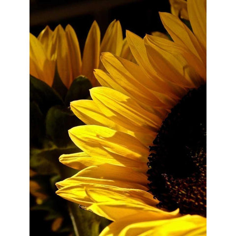 Sunlit Sunflowers I Gold Ornate Wood Framed Art Print with Double Matting by Burkhart, Monika