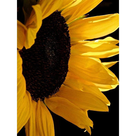 Sunlit Sunflowers II Gold Ornate Wood Framed Art Print with Double Matting by Burkhart, Monika