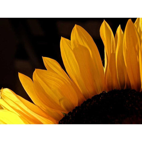 Sunlit Sunflowers III White Modern Wood Framed Art Print by Burkhart, Monika