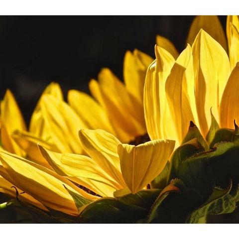 Sunlit Sunflowers IV Black Modern Wood Framed Art Print by Burkhart, Monika