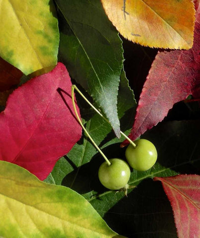 Fall Colors I White Modern Wood Framed Art Print with Double Matting by Burkhart, Monika