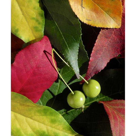 Fall Colors I Black Modern Wood Framed Art Print by Burkhart, Monika