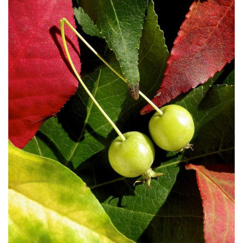 Fall Colors II Black Modern Wood Framed Art Print by Burkhart, Monika
