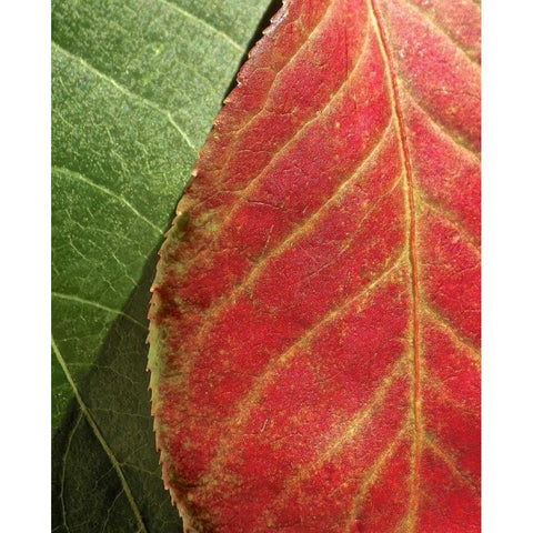 Fall Colors III White Modern Wood Framed Art Print by Burkhart, Monika