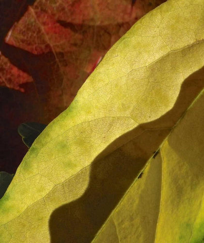 Fall Colors IV White Modern Wood Framed Art Print with Double Matting by Burkhart, Monika
