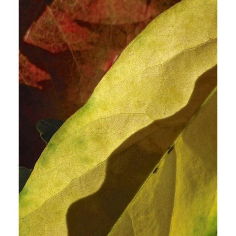 Fall Colors IV Black Modern Wood Framed Art Print with Double Matting by Burkhart, Monika