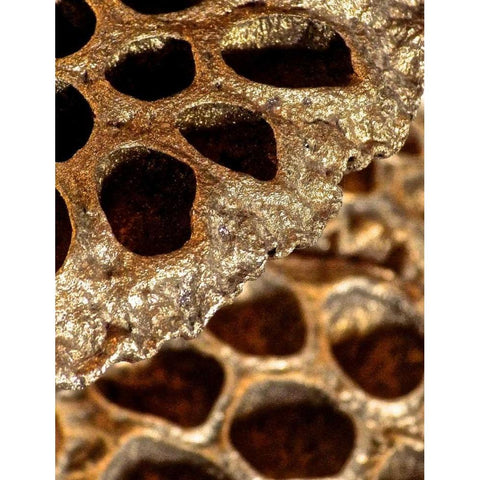 Lotus Pods II White Modern Wood Framed Art Print by Burkhart, Monika