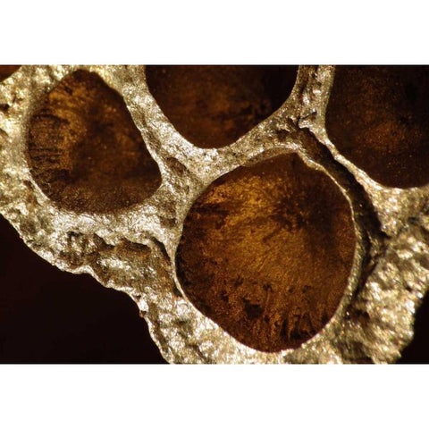Lotus Pods IV Black Modern Wood Framed Art Print by Burkhart, Monika