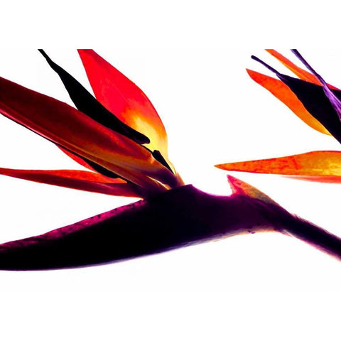 Bird of Paradise I Gold Ornate Wood Framed Art Print with Double Matting by Burkhart, Monika