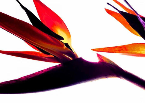 Bird of Paradise I White Modern Wood Framed Art Print with Double Matting by Burkhart, Monika