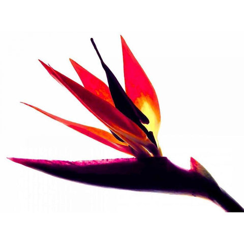 Bird of Paradise II Gold Ornate Wood Framed Art Print with Double Matting by Burkhart, Monika