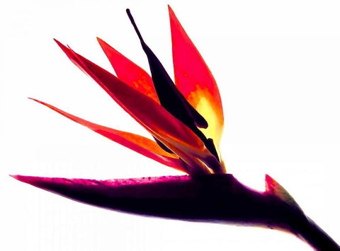 Bird of Paradise II Black Ornate Wood Framed Art Print with Double Matting by Burkhart, Monika