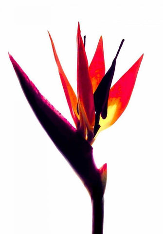 Bird of Paradise III Black Ornate Wood Framed Art Print with Double Matting by Burkhart, Monika