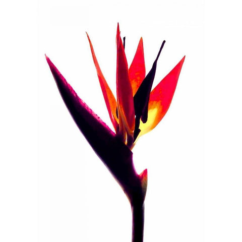 Bird of Paradise III Black Modern Wood Framed Art Print by Burkhart, Monika