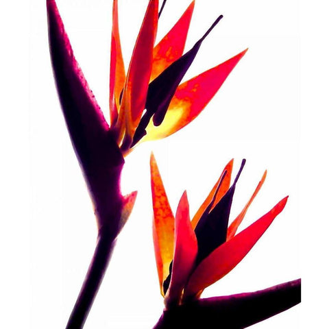 Bird of Paradise IV Black Modern Wood Framed Art Print with Double Matting by Burkhart, Monika
