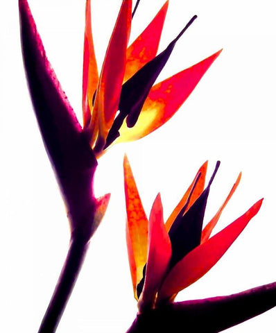 Bird of Paradise IV White Modern Wood Framed Art Print with Double Matting by Burkhart, Monika