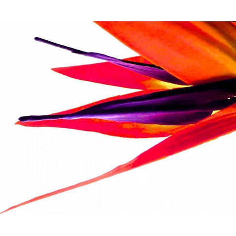 Bird of Paradise V Gold Ornate Wood Framed Art Print with Double Matting by Burkhart, Monika