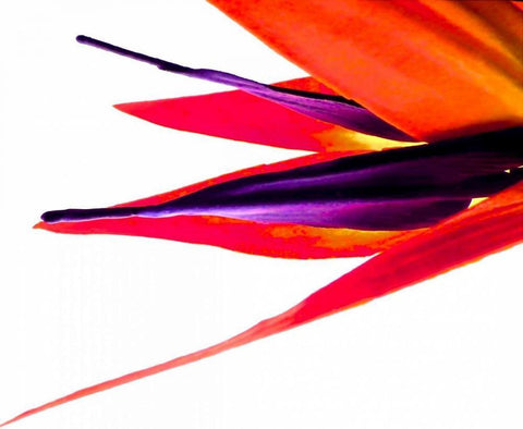 Bird of Paradise V Black Ornate Wood Framed Art Print with Double Matting by Burkhart, Monika