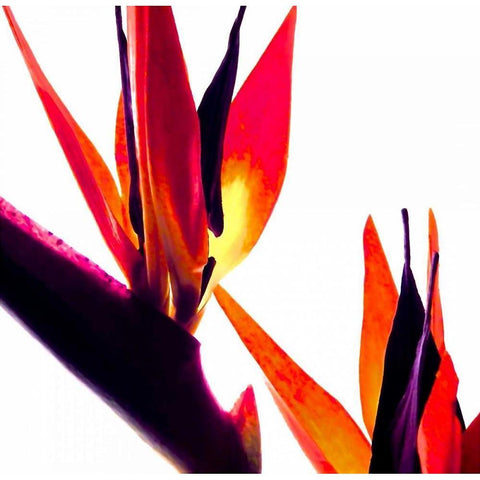 Bird of Paradise VI White Modern Wood Framed Art Print by Burkhart, Monika