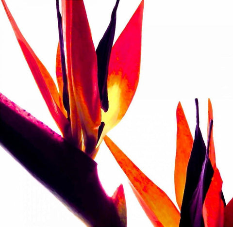 Bird of Paradise VI White Modern Wood Framed Art Print with Double Matting by Burkhart, Monika