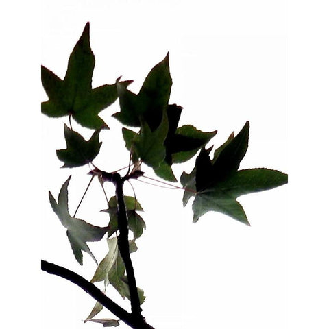 Maple Branch III Black Modern Wood Framed Art Print with Double Matting by Burkhart, Monika