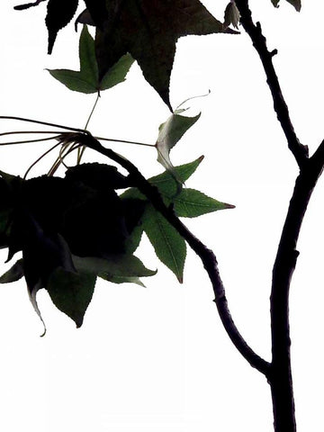 Maple Branch IV Black Ornate Wood Framed Art Print with Double Matting by Burkhart, Monika