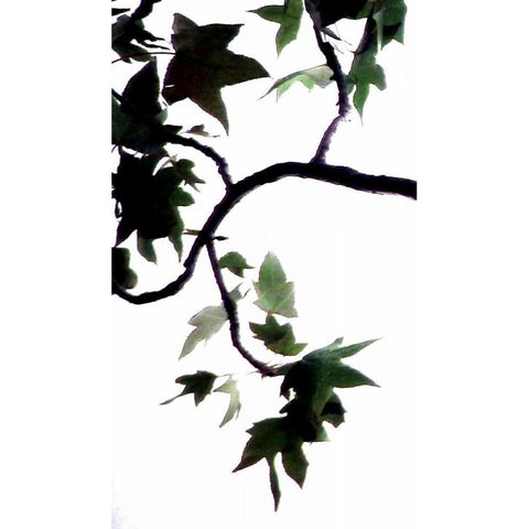 Maple Branch VI Black Modern Wood Framed Art Print with Double Matting by Burkhart, Monika