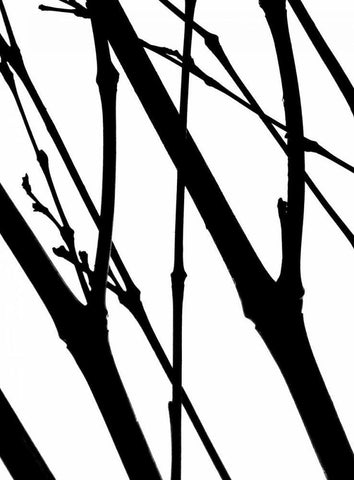 Branch Silhouette I White Modern Wood Framed Art Print with Double Matting by Burkhart, Monika