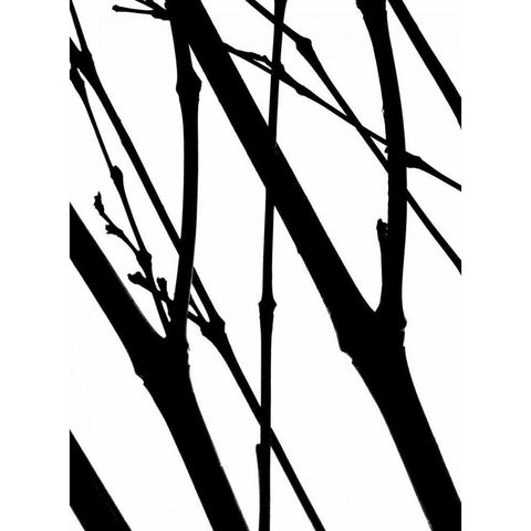 Branch Silhouette I Black Modern Wood Framed Art Print with Double Matting by Burkhart, Monika