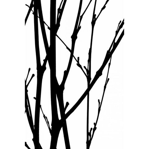 Branch Silhouette III White Modern Wood Framed Art Print by Burkhart, Monika