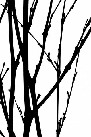 Branch Silhouette III White Modern Wood Framed Art Print with Double Matting by Burkhart, Monika