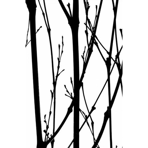 Branch Silhouette IV Black Modern Wood Framed Art Print with Double Matting by Burkhart, Monika