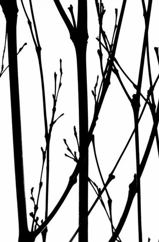 Branch Silhouette IV White Modern Wood Framed Art Print with Double Matting by Burkhart, Monika