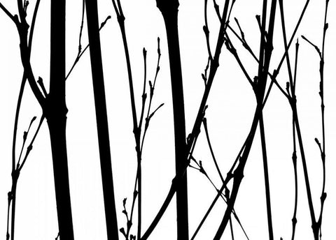 Branch Silhouette V White Modern Wood Framed Art Print with Double Matting by Burkhart, Monika