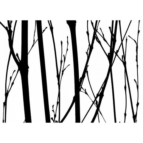 Branch Silhouette V Black Modern Wood Framed Art Print with Double Matting by Burkhart, Monika