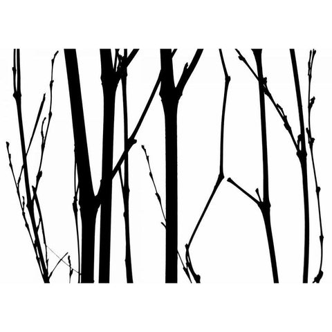 Branch Silhouette VI Black Modern Wood Framed Art Print with Double Matting by Burkhart, Monika