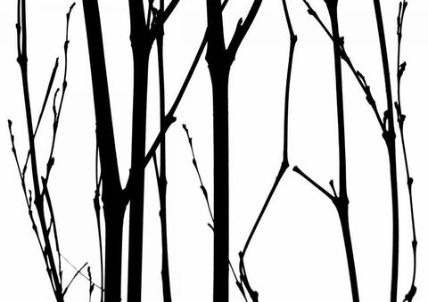 Branch Silhouette VI White Modern Wood Framed Art Print with Double Matting by Burkhart, Monika