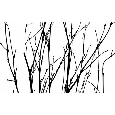 Dancing Branches II Black Modern Wood Framed Art Print with Double Matting by Burkhart, Monika