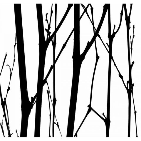 Dancing Branches VI Black Modern Wood Framed Art Print with Double Matting by Burkhart, Monika