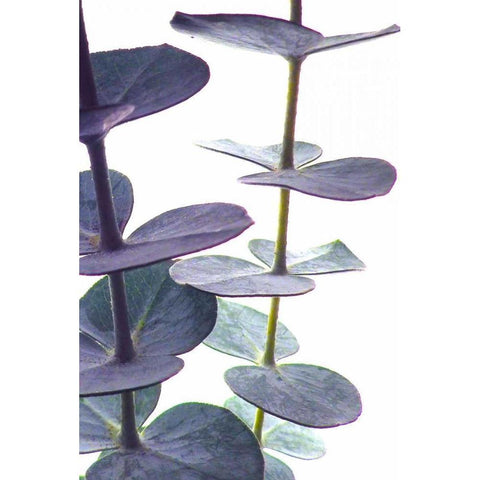 Eucalyptus I Black Modern Wood Framed Art Print with Double Matting by Burkhart, Monika