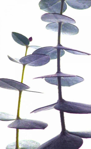 Eucalyptus II White Modern Wood Framed Art Print with Double Matting by Burkhart, Monika