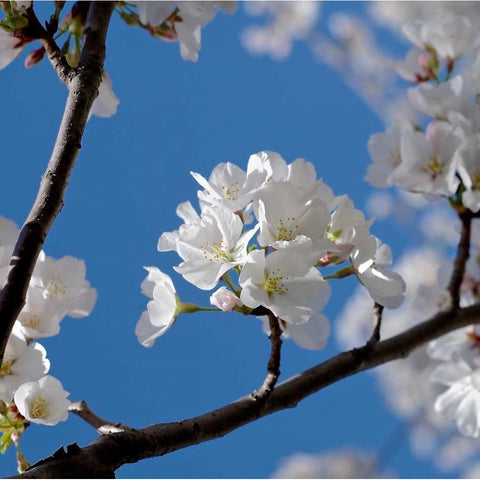Apple Blossoms I White Modern Wood Framed Art Print by Burkhart, Monika