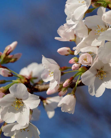 Apple Blossoms III White Modern Wood Framed Art Print with Double Matting by Burkhart, Monika