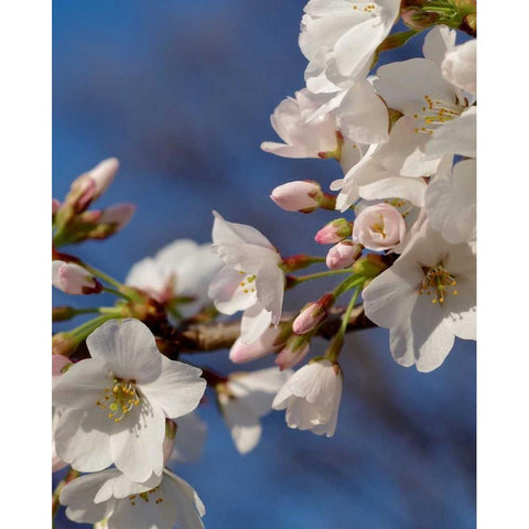 Apple Blossoms III Black Modern Wood Framed Art Print by Burkhart, Monika