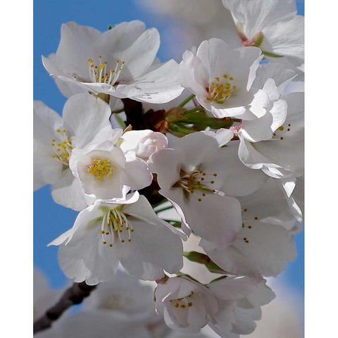 Apple Blossoms IV White Modern Wood Framed Art Print by Burkhart, Monika